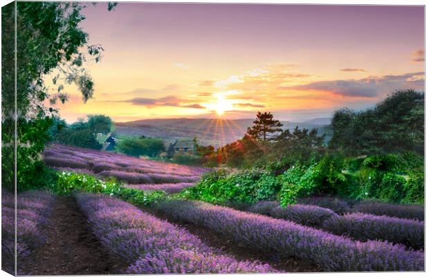 Yorkshire Lavender Fields Canvas Print by Alison Chambers