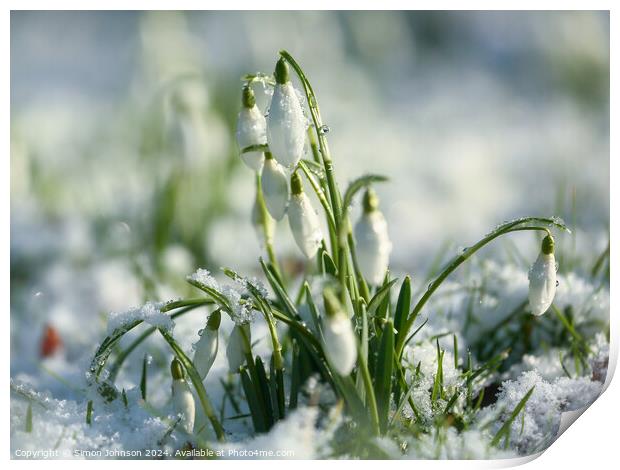 Snowdrops in snow Print by Simon Johnson
