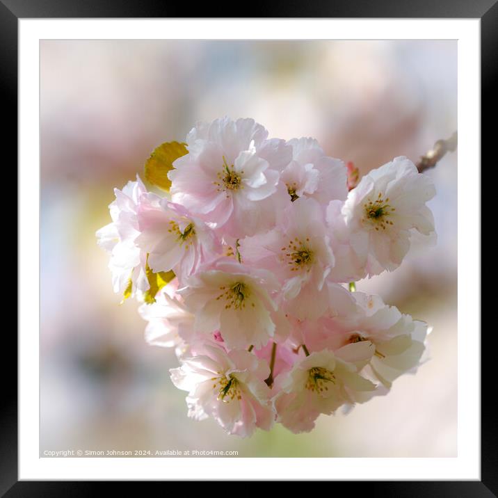 spring blossom  Framed Mounted Print by Simon Johnson
