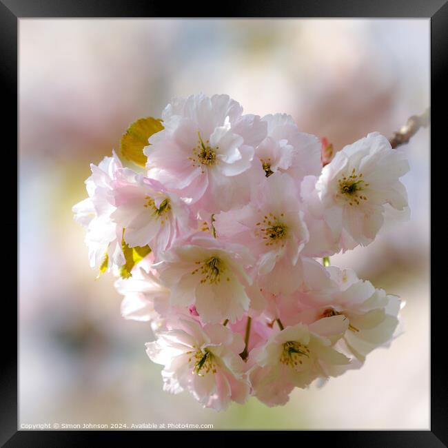 spring blossom  Framed Print by Simon Johnson
