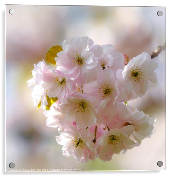 spring blossom  Acrylic by Simon Johnson