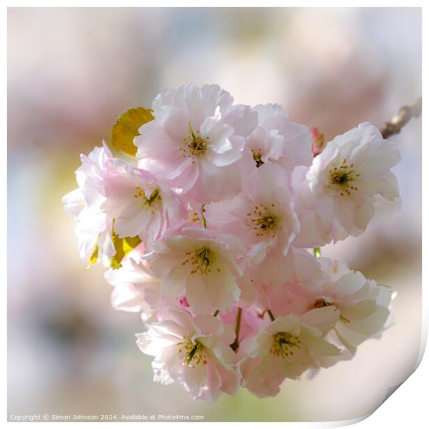 spring blossom  Print by Simon Johnson