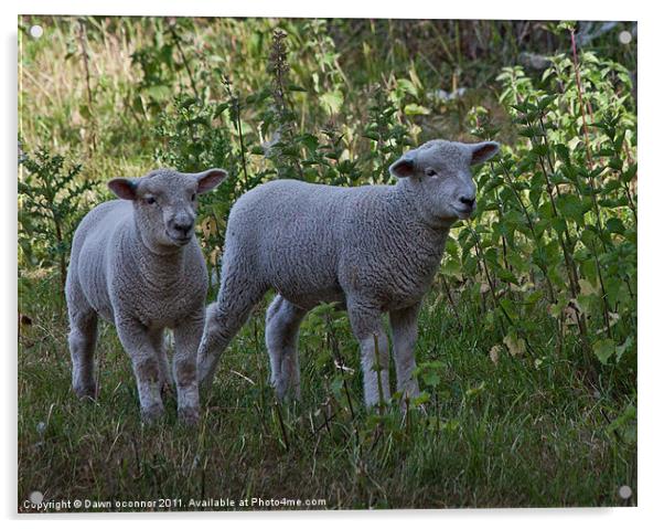 Lambs Acrylic by Dawn O'Connor