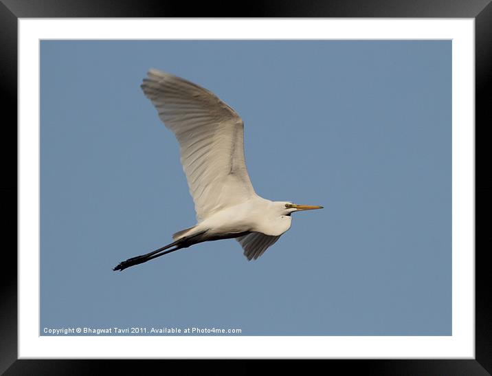 Great Egret in flight Framed Mounted Print by Bhagwat Tavri