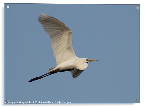 Great Egret in flight Acrylic by Bhagwat Tavri