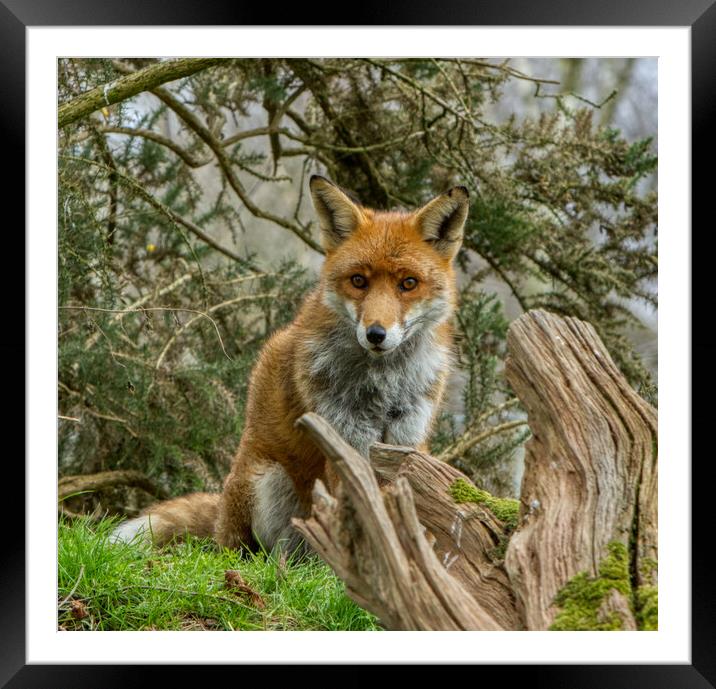 A fox sitting in the grass square image Framed Mounted Print by Helkoryo Photography