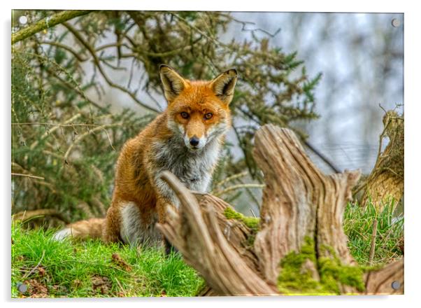 A fox sitting by a tree stump Acrylic by Helkoryo Photography