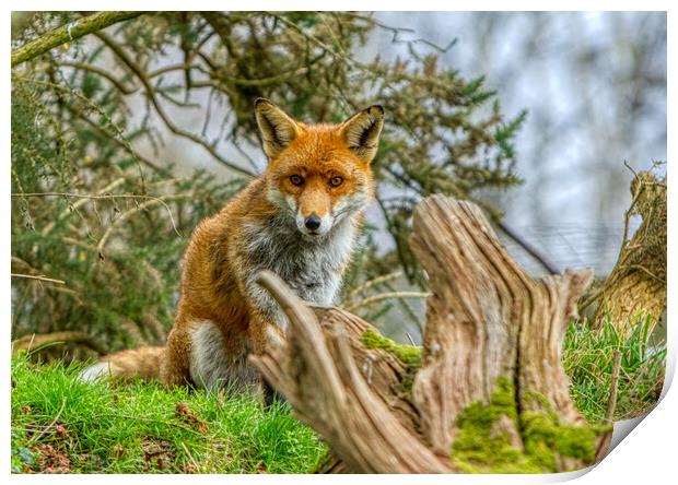 A fox sitting by a tree stump Print by Helkoryo Photography