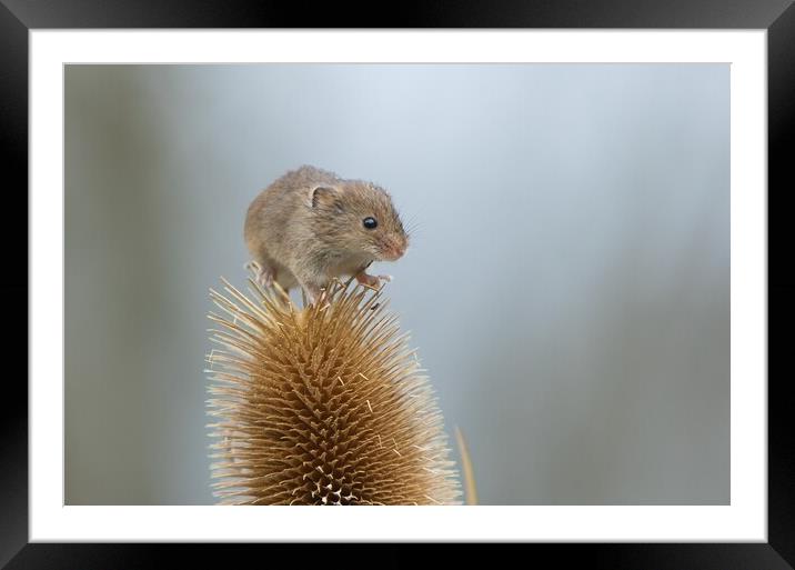 Harvest mouse on teasel 1 Framed Mounted Print by Helkoryo Photography