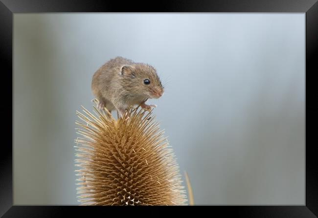 Harvest mouse on teasel 1 Framed Print by Helkoryo Photography