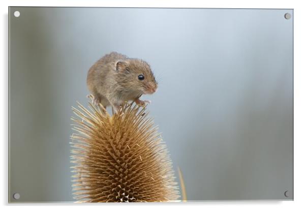 Harvest mouse on teasel 1 Acrylic by Helkoryo Photography