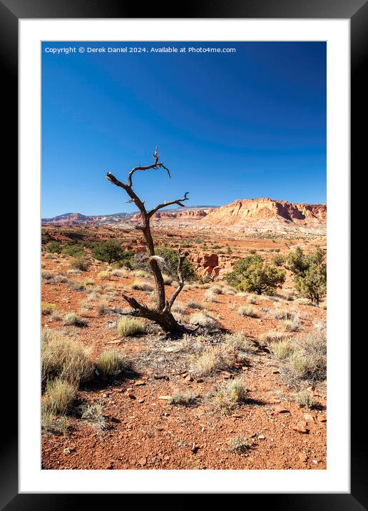 A Lone Tree at Capitol Reef, Utah Framed Mounted Print by Derek Daniel