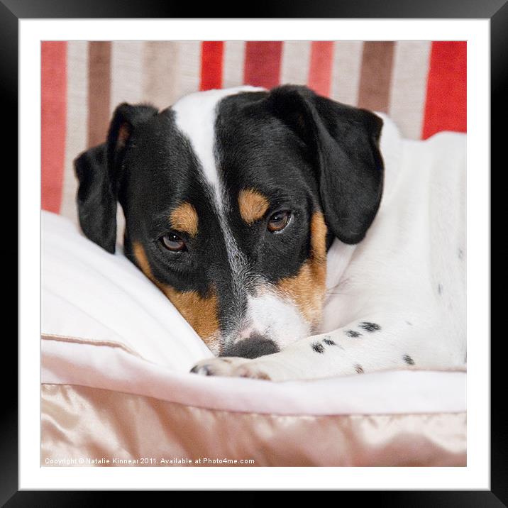 Jack Russell Terrier Dog - Square Format Framed Mounted Print by Natalie Kinnear
