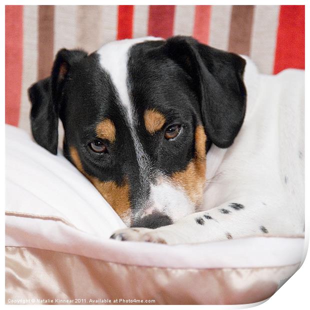Jack Russell Terrier Dog - Square Format Print by Natalie Kinnear