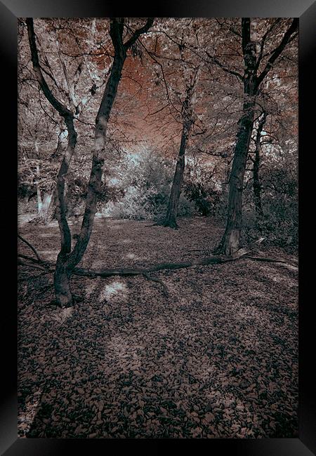 Colours of Infra Red Framed Print by Jayesh Gudka