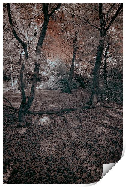 Colours of Infra Red Print by Jayesh Gudka