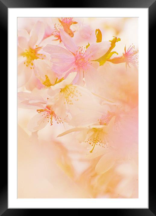 Pink Blossom Framed Mounted Print by Dawn Cox