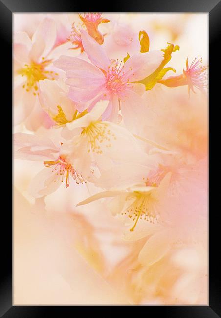 Pink Blossom Framed Print by Dawn Cox