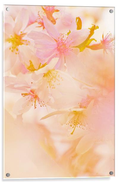 Pink Blossom Acrylic by Dawn Cox