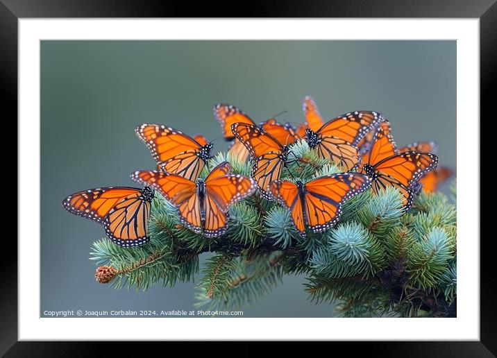 an enchanting scene of a group of orange butterfli Framed Mounted Print by Joaquin Corbalan