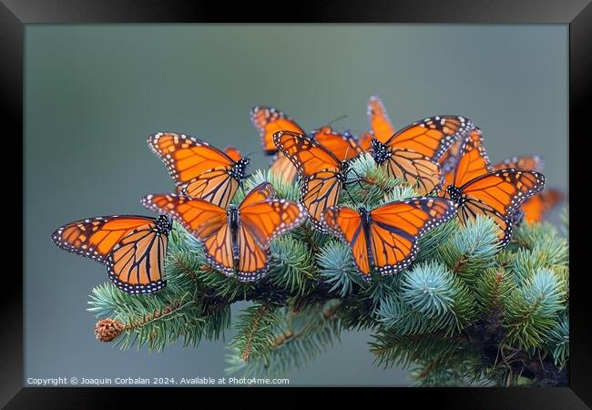 an enchanting scene of a group of orange butterfli Framed Print by Joaquin Corbalan