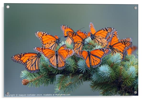 an enchanting scene of a group of orange butterfli Acrylic by Joaquin Corbalan