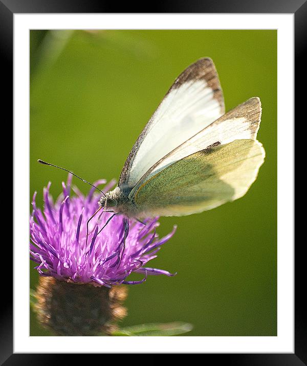 Beauty on a Thistle Framed Mounted Print by Stuart Jack