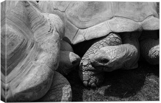 Giant Tortoises Canvas Print by Linda Cooke