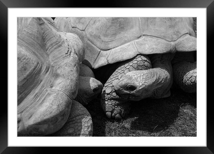 Giant Tortoises Framed Mounted Print by Linda Cooke