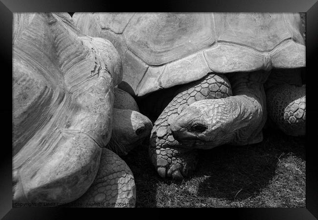 Giant Tortoises Framed Print by Linda Cooke