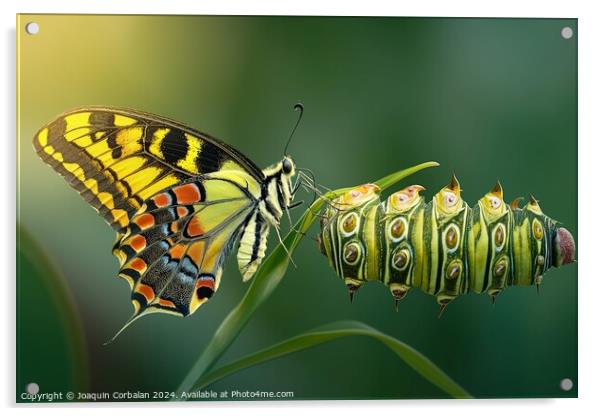 A colorful butterfly sitting on a vibrant green pl Acrylic by Joaquin Corbalan