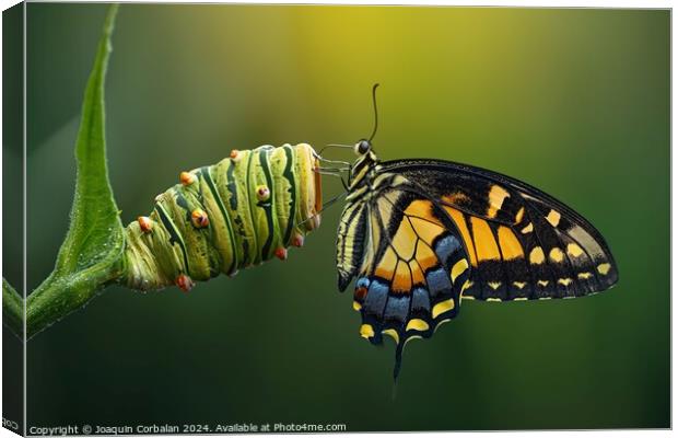 A colorful butterfly sitting on a vibrant green pl Canvas Print by Joaquin Corbalan