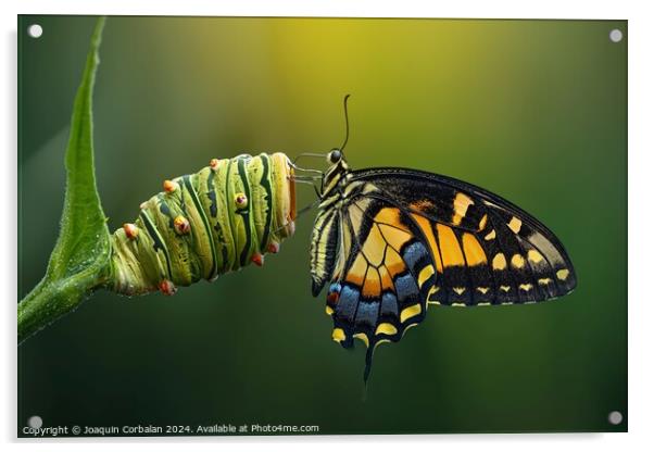 A colorful butterfly sitting on a vibrant green pl Acrylic by Joaquin Corbalan