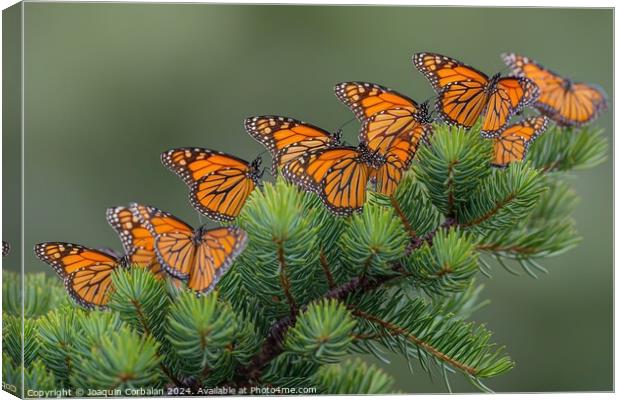 Large Cluster of Migrating Monarch Butterflies on  Canvas Print by Joaquin Corbalan