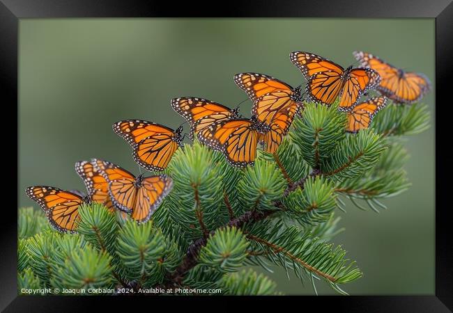 Large Cluster of Migrating Monarch Butterflies on  Framed Print by Joaquin Corbalan