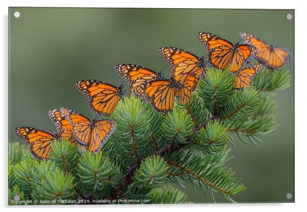 Large Cluster of Migrating Monarch Butterflies on  Acrylic by Joaquin Corbalan