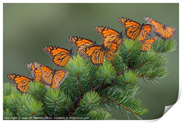 Large Cluster of Migrating Monarch Butterflies on  Print by Joaquin Corbalan