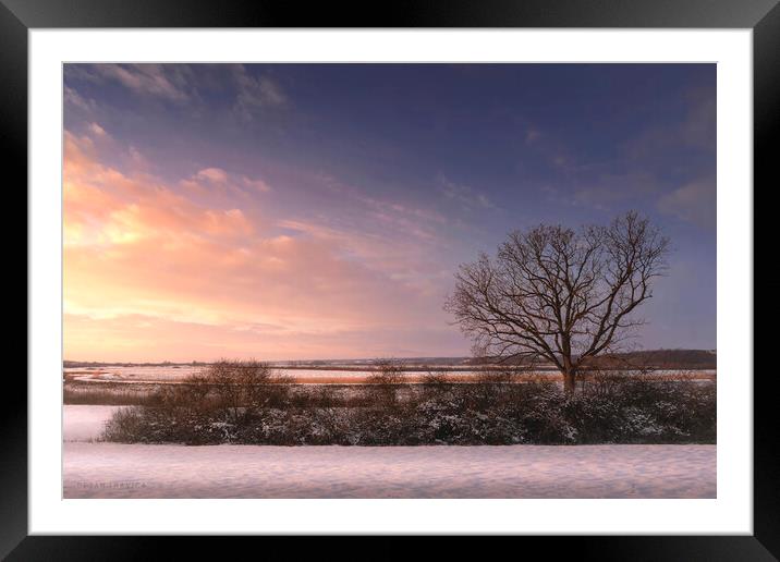 Bare tree in the winter field at sunset Framed Mounted Print by Dejan Travica