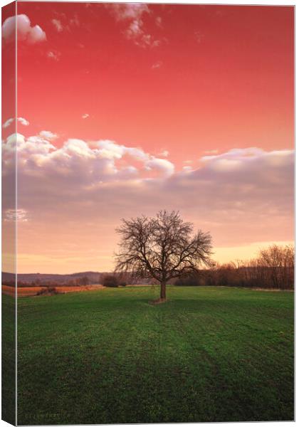 Bare tree in the field beneath the red sky Canvas Print by Dejan Travica