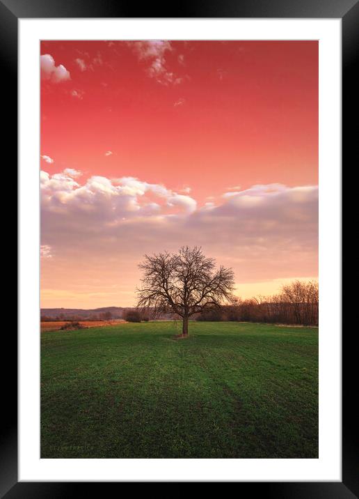 Bare tree in the field beneath the red sky Framed Mounted Print by Dejan Travica