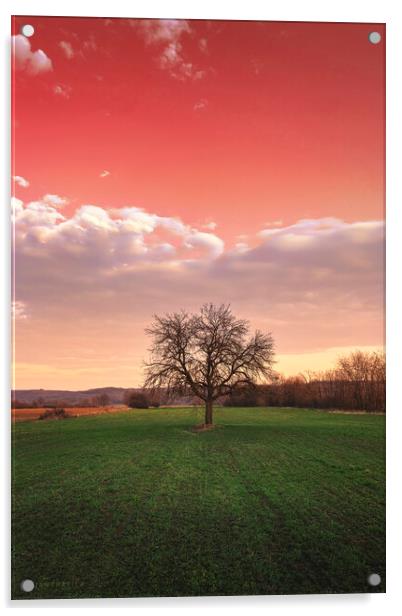 Bare tree in the field beneath the red sky Acrylic by Dejan Travica