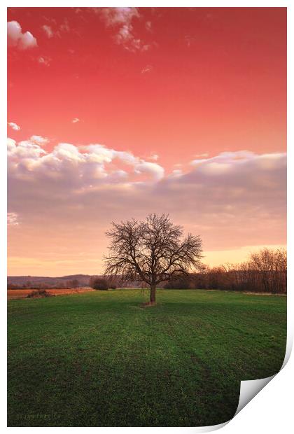 Bare tree in the field beneath the red sky Print by Dejan Travica