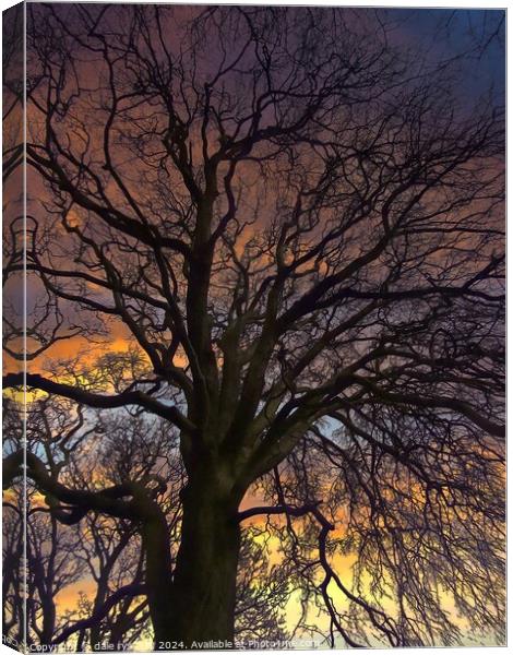 TREE'S IN WINTER Canvas Print by dale rys (LP)