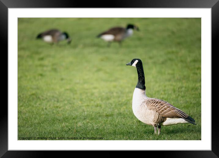 Canadian Geese Grazing, Yorkshire Framed Mounted Print by Bradley Taylor