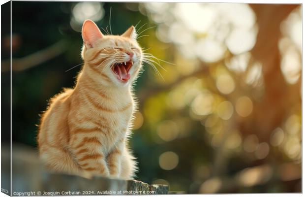 A cat sits on a fence and yawns, displaying its re Canvas Print by Joaquin Corbalan