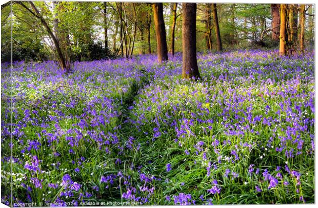 A Walk in the Bluebells  Canvas Print by Jim Key