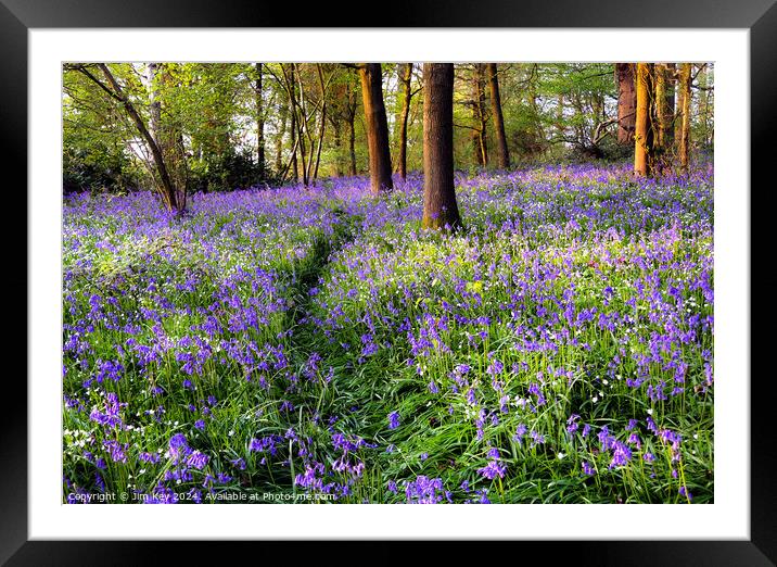 A Walk in the Bluebells  Framed Mounted Print by Jim Key