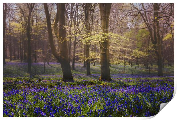 Shady Bluebell Glade Print by Kate Lake
