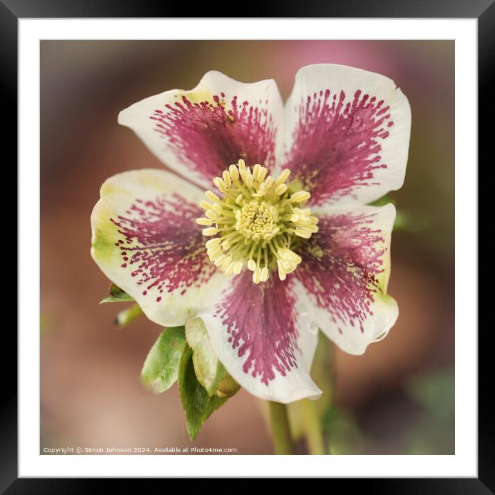Hellebore close up Framed Mounted Print by Simon Johnson