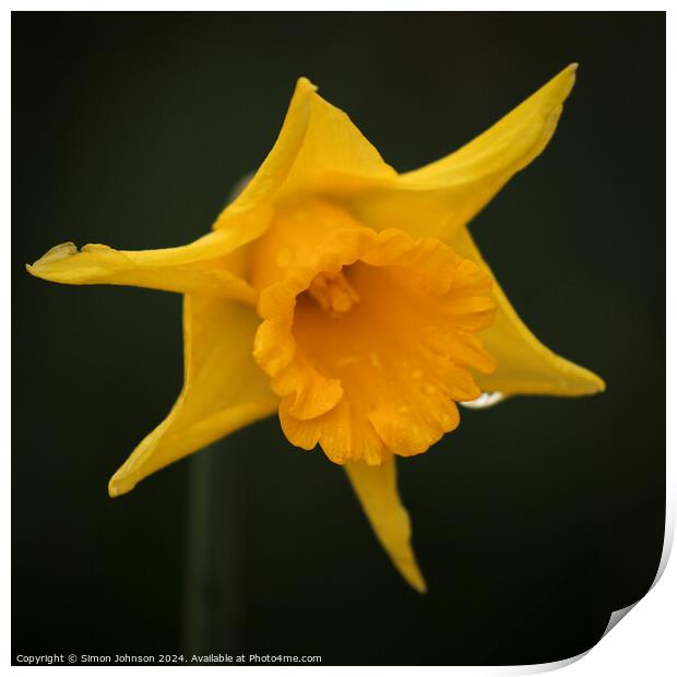 Daffodil  flower Print by Simon Johnson